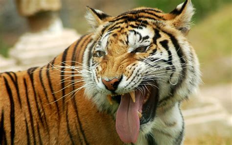 1058254 Cat Animals Wood Tiger Wildlife Big Cats Zoo Whiskers