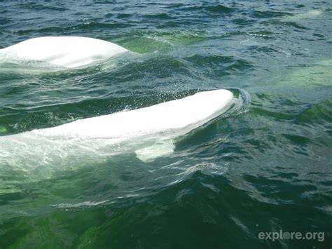 Window Into The World Of Wild Belugas Explore