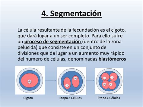Excepto el municipio de totana que está en la fase 1. Introducción a la Embriología Humana - Monografias.com