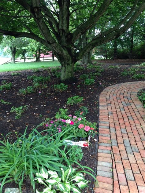 The trees are not picked for any purpose outside occasional snacking and that's unlikely to change. Pakasandra to fill in under our huge maple trees out front ...