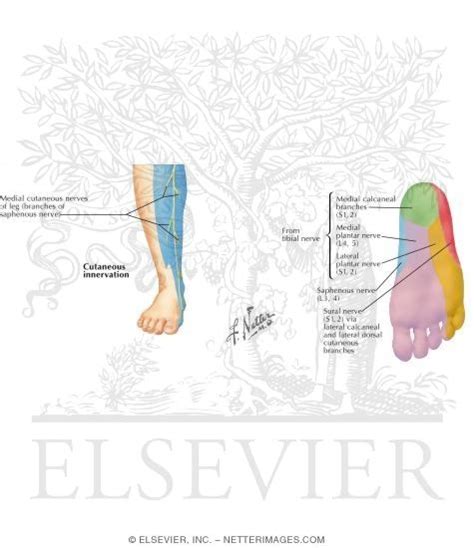 Nerves Of The Foot And Ankle