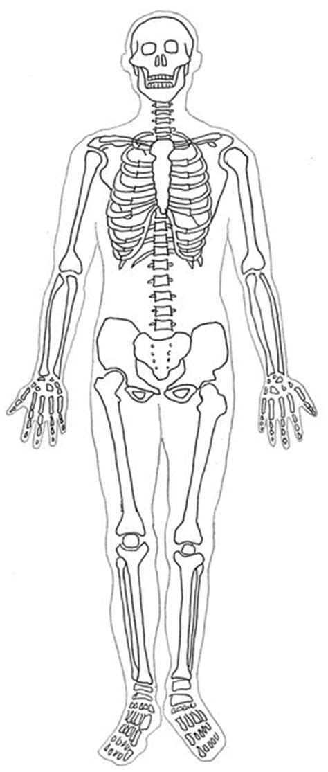 See more of vintage anatomy on facebook. Cutaway body clipart - Clipground