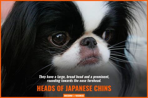 How To Breed Japanese Chins Health Price Temperament Faq