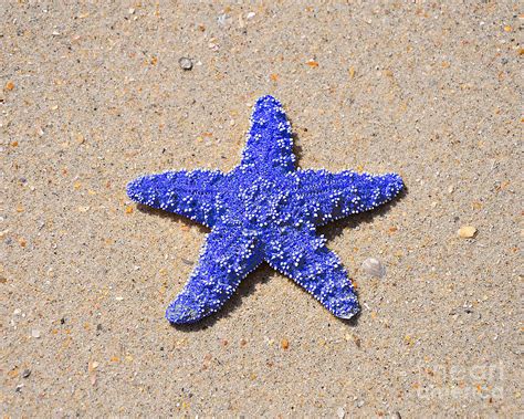 Sea Star Dark Blue Photograph By Al Powell Photography Usa