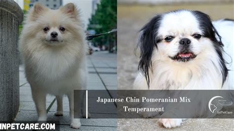 Japanese Chin Pomeranian Mix Chineranian A Complete Guide