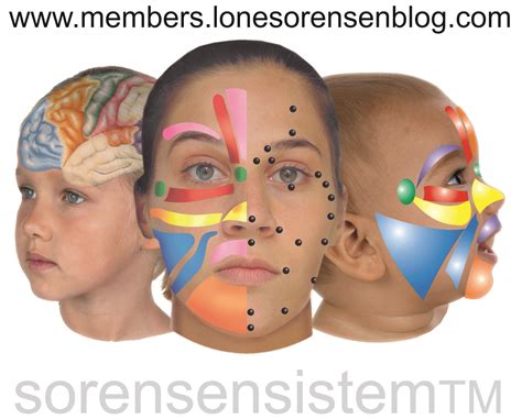 Pin On Reflexologia Facial Lone Sorensen