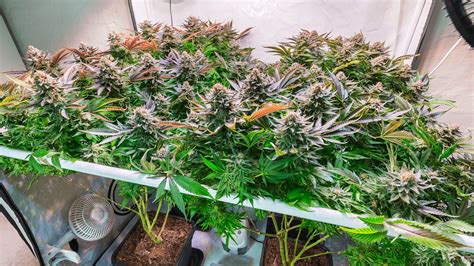 The Environmental Impact Of Cannabis Cultivation And How To Grow