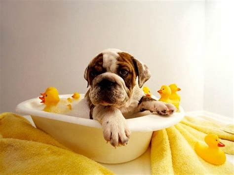 Pictures Of Dogs Having Fun In The Tub