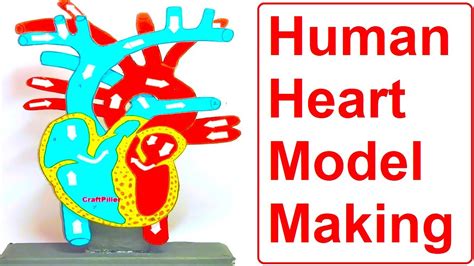Human Heart Model Diy 3rd Craftpiller Biology Models Still