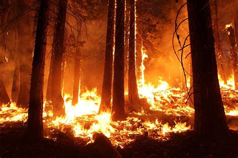 Cara Mencegah Kebakaran Hutan Dan Lahan