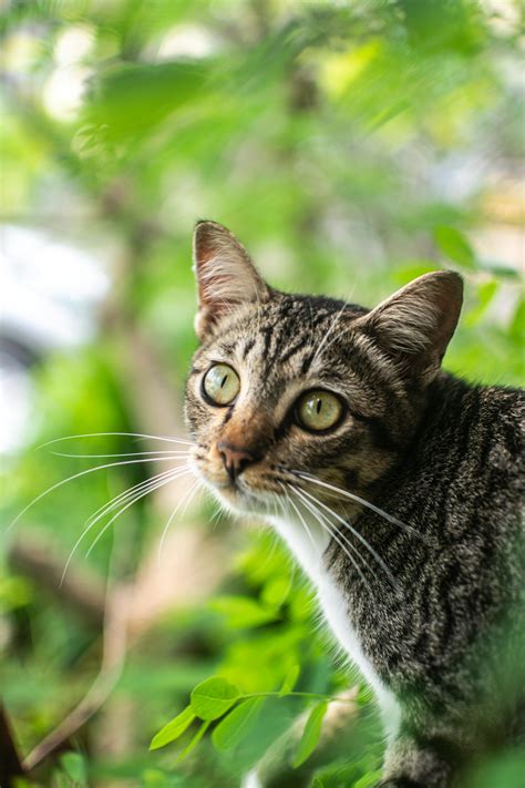 Selective Focus Photography Of Tabby Cat · Free Stock Photo