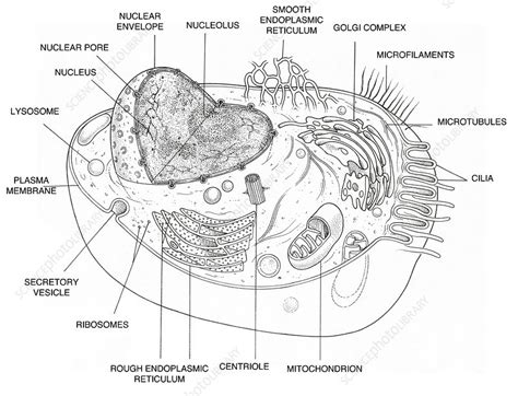 Animal Cell Diagram Stock Image F0316205 Science Photo Library