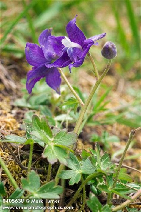 Use the best times to visit as a general what kind of adventures will you be chasing after this summer? Delphinium decorum | Yellow-tinge Larkspur | Wildflowers ...