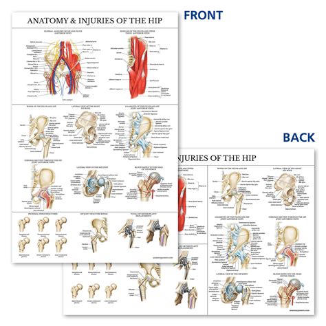 Laminated Anatomy And Injuries Of The Hip Poster Hip Joint Anatomical