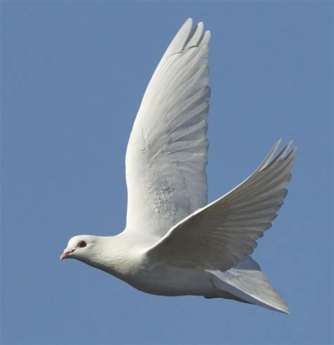 White Dove San Diego Bird Spot
