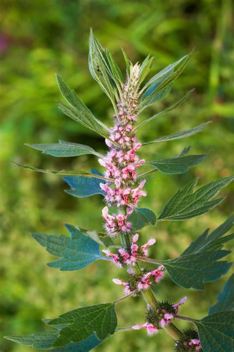 Medicinal Plants Herbs Siberian Motherwort Latin Name Leonurus