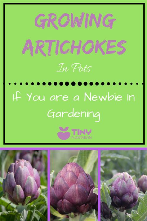 Growing Artichokes In Pots If You Are A Newbie In Gardening Growing