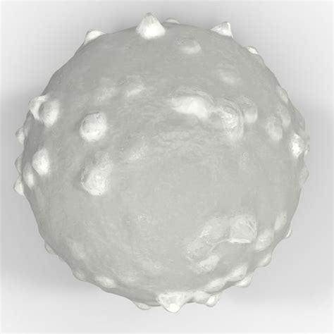 White Blood Cell 3d Model