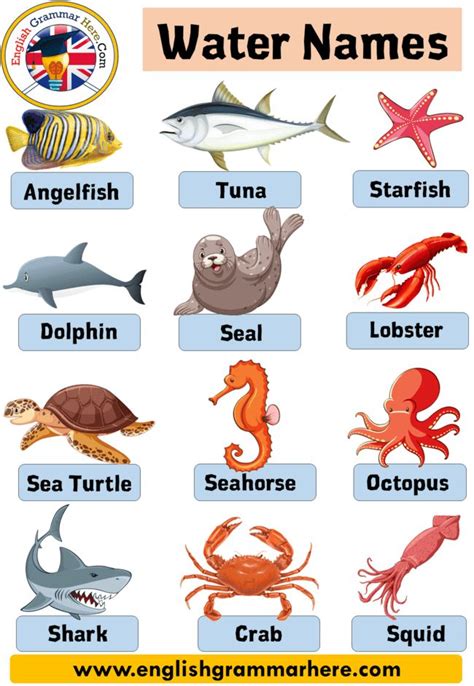 An English Poster With Different Types Of Sea Animals
