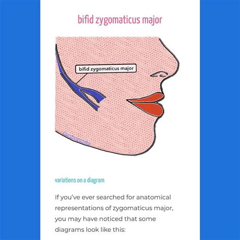 Zygomaticus Major Muscle Bifid Type Facial Action Coding System