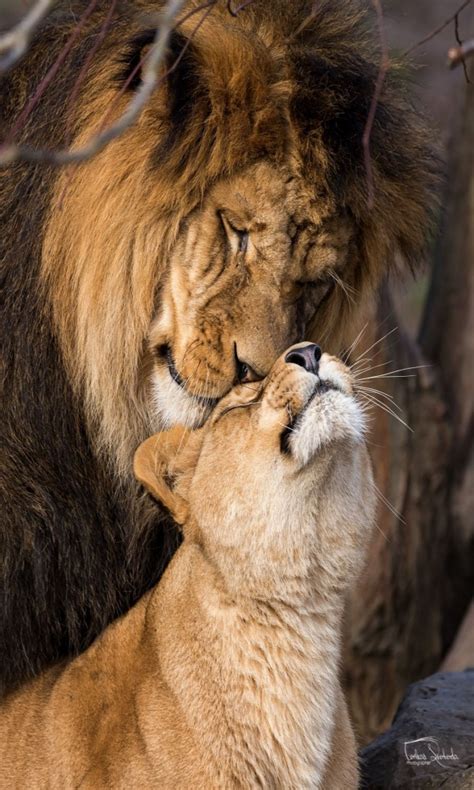 40 Majestic Pictures Of Lion And Lioness At Their Best