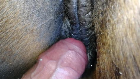 Rubbing Horse Pussy Zoo Tube 1