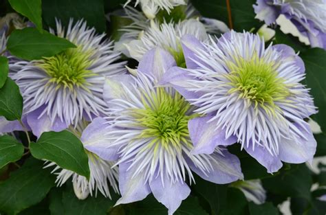 Maybe you would like to learn more about one of these? Clematis Crystal Fountain 3L Pot - Blue Diamond Garden ...