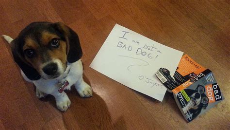 Bad Baby Beagle Dogshaming