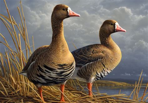 Wildbird On The Fly Minnesota Artist Wins Duck Stamp Contest For The