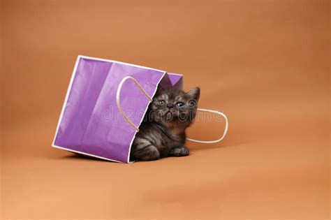 Cute Kitten In A Shopping Bag Stock Photo Image Of Shop British