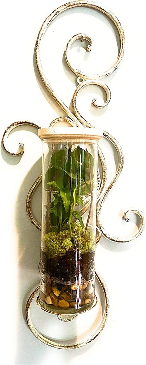 Wall Mounted Terrarium Live Plant Patio Lawn And Garden