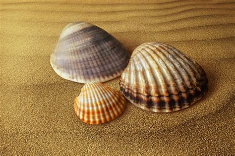 100 Free Clam Shell And Clam Images Pixabay