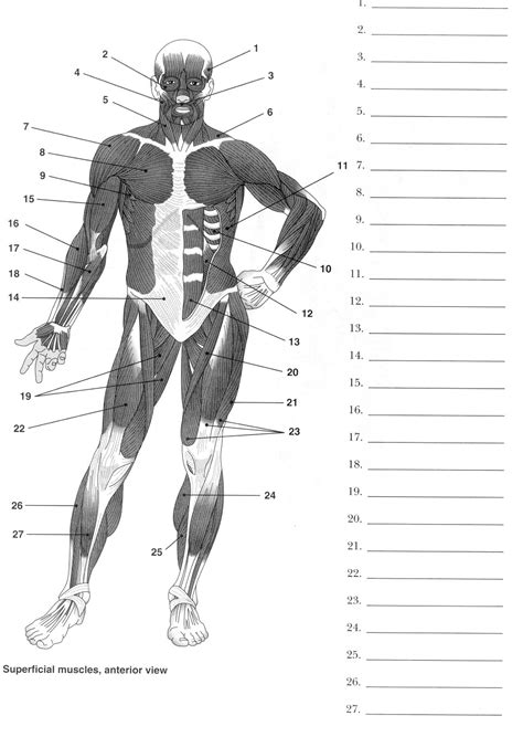 Worksheet Printable Blank Muscle Diagram Web Blank Human Anatomy