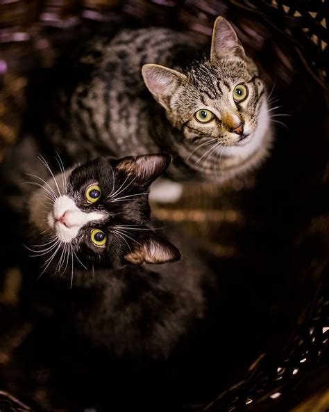 Cute Cat Portrait Photography Tips And Ideas Creative Cat Photos And