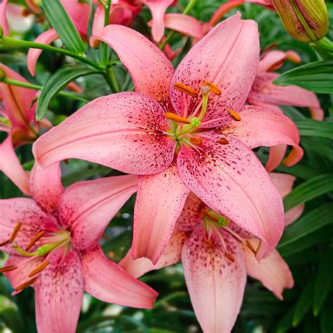Buy Morpho Pink Lily Online Asiatic Lilies Sale Brecks