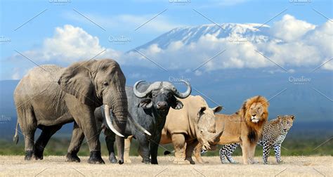 Big Five Africa Containing Animal Africa And Mammal High Quality