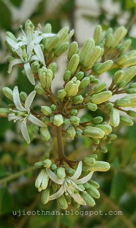 Maybe you would like to learn more about one of these? Titian Perjalanan : Cendawan dan Bunga Pokok Kari