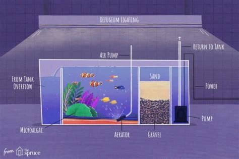 Shelter Vs Sump What S The Difference Aquarium Tips