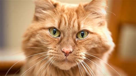 We can help you find the perfect kitten or cat. Humane Society of Harford County waives adoption fees as ...