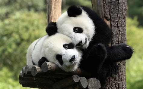 Pandas Zoo Cute Animals Bears Ailuropoda Hd Wallpaper Peakpx