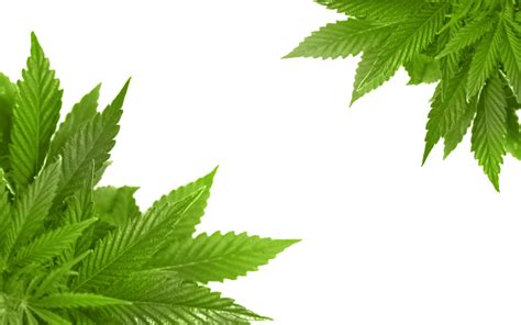 Cannabis Png Transparent Image Download Size 1680x1050px