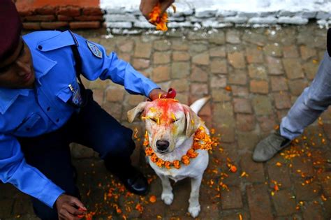 Dogs Are Celebrated In Nepals Kukur Tahir Festival