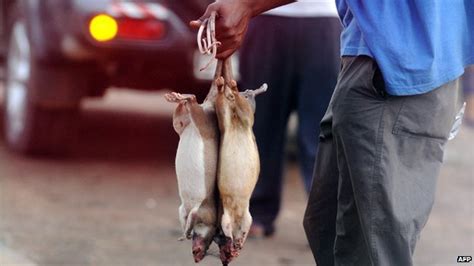 Ebola Is Bushmeat Behind The Outbreak Bbc News