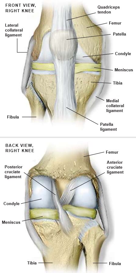 In this image, you will find femur, medial epicondyle of the femur, patella, tibial tuberosity, anterior rest of. Anatomy of the Knee | Central Coast Orthopedic Medical Group