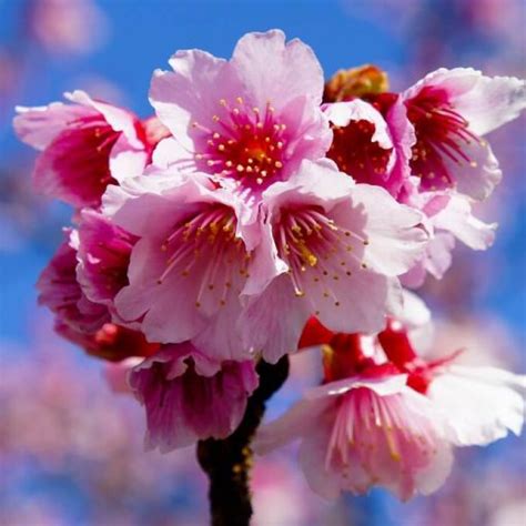 Cherry Blossom Tree Seeds Pink Sakura Seeds 10pcspack Greenseedgarden