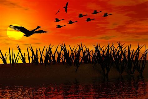 Ducks Flying At Sunset By William Ballester