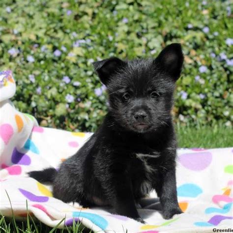 Schipperke Mix Puppies For Sale Greenfield Puppies