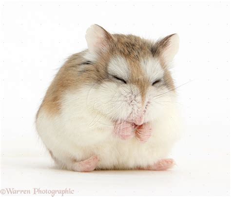 Sleepy Roborovski Hamster Photo Roborovski Hamster Hamster Cute