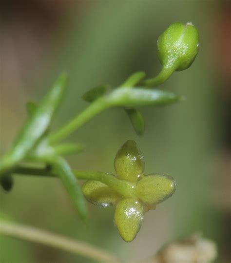 Sagina Procumbens L Plants Of The World Online Kew Science