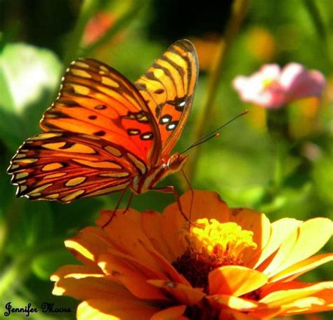 Orange Butterfly Orange Butterfly Beautiful Creatures Butterfly